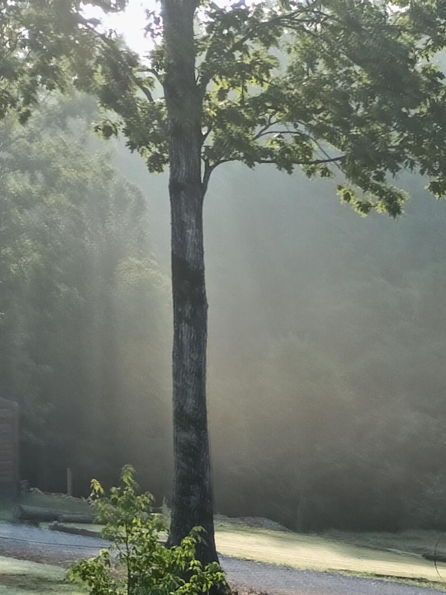 Waterfront Luxury Glamping Dome Hotel Rogersville Bagian luar foto